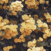 ľ�㻨ʪ�����