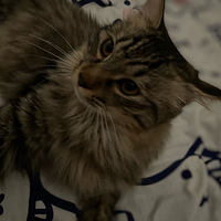 ��ëèè�ҿ��׵�����