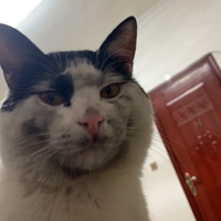 ��ֻ��ţ���ܲ���Ҫ������