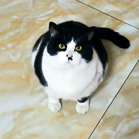 �������ţè��������