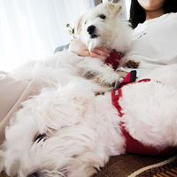 һ�ؼ���Сֻ�͹�������