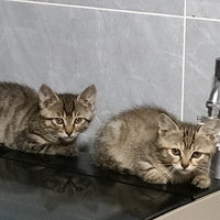 ������è�ҿ��׵����ˣ���������èͼ��