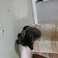 ������Сè�������è��èè�Һ������������