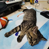 Сè��������