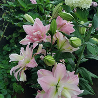 ����������û�аٺϻ�