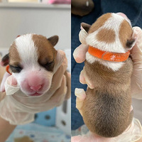 ����»���һ���������ȿɰ�