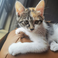 �������湺�򣬰�С��è����������