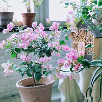 ��������÷������