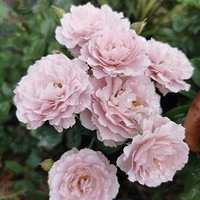 ���˱ߵ������¼�����ɫ�㶼���ҵ���