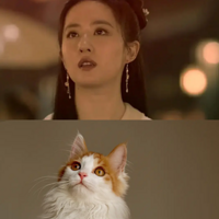 ��һ����ȫ����������Ƶ�Сè��