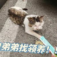 ���쳴��ճ�ˣ�����������è�������������ڳ��С�