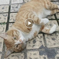 ��������è������������