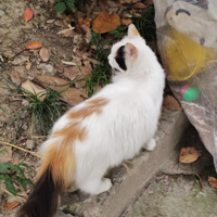 ��Щ�����Ĺ�������è����ʵ���øɾ�Ŷ