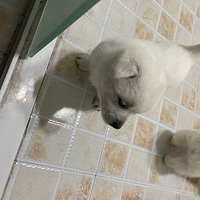 �Լ�С����������