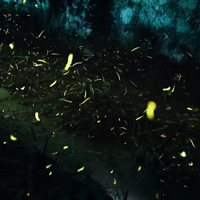 �����ٵ�һ�꣬����7��ө�����͵㣬��5-6�¿ɿ����Ͻ�����