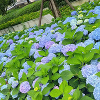 ��˾¥�µ����򻨺�Ư��