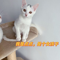 �����޳�è������