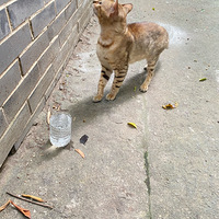 ����ʲôƷ�֣����ƺ��ر�