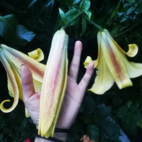 �ٺϼ����ˡ�