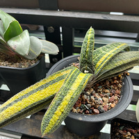 ϲ������ֲ��,����󰮷���