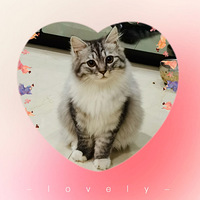 �����ֹ��ɵ�è��������