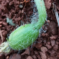 ��Ȼ��ɫ������������