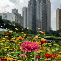 �����ϰ����滨ľ�г�����ĩ��ȥ��