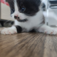 Ѱ�Ұ�è��ʿ����Сè��