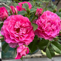 ���˷���������̨Ҳ���ֳ�Ư���Ļ���