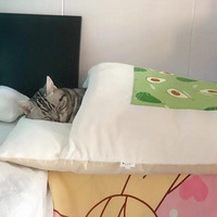 ��ҫһ�»�˯�ѵĴ���è����