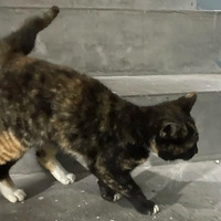 �����ұ���ֻè�����