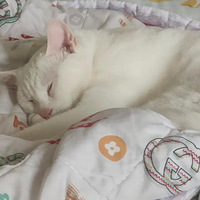 Ϊʲô�Ҽ�è�����۳��ģ�һ���۾ͺúÿ�