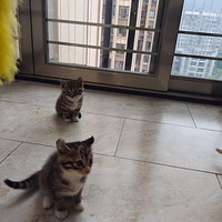 ����ŷ��Сè��������ȫ���ҵ����Ҹ��Ĺ�����л��λ����̧����