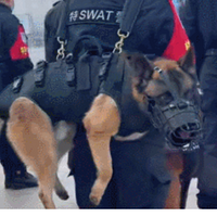 �����м���㱻��������300�����ѵ��ޣ��⹷�����¸ҡ���