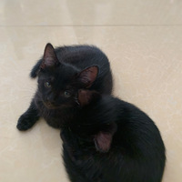 �ɰ���è���Ҽҳ���������������