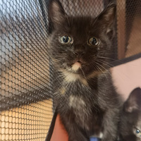 ������ô����ɫ�ļ�ֻС����һֱ�ڵ���������Ŷ(���������)