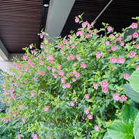 ��̨��Ҳ��ӵ�б���Сľ�ȣ�