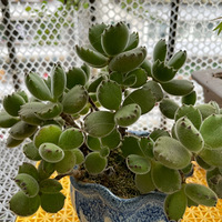 ���������Ľ��Щ��ֲ�����ĺܺõ���