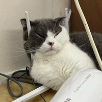 �Ҽ�è��ĺð�·����