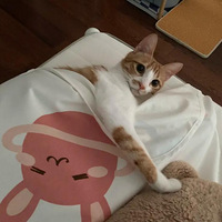 ϲ���괲����ʲôë����