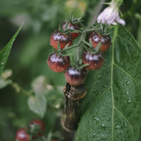 һ�����¶̨��԰�ֳɵ�Ӱ