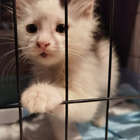 С����è�����ļ�ͥ���������ܹԡ�