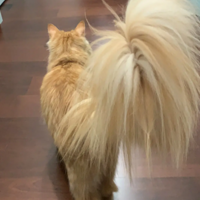 �Ҳ���������û�����ҼҵĿ�ȸè