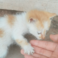 �����̺�������è��