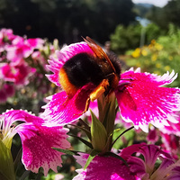 ë���׵ĳ�˹�Ҳ�д���