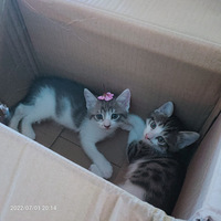 �Լ�è���޳�����