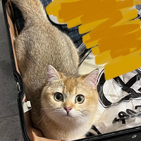 ����Сè�䶼�����������һЩִ��