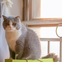 Ӣ��������Ů����