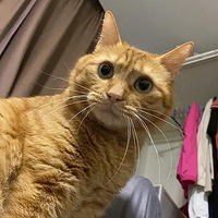 �������Ҽ�11������۾�����