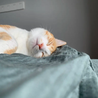 ѹ����˯��������